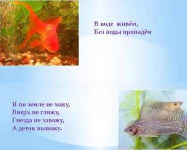Презентация «Аквариумные рыбки Презентация для дошколят аквариумные рыбки