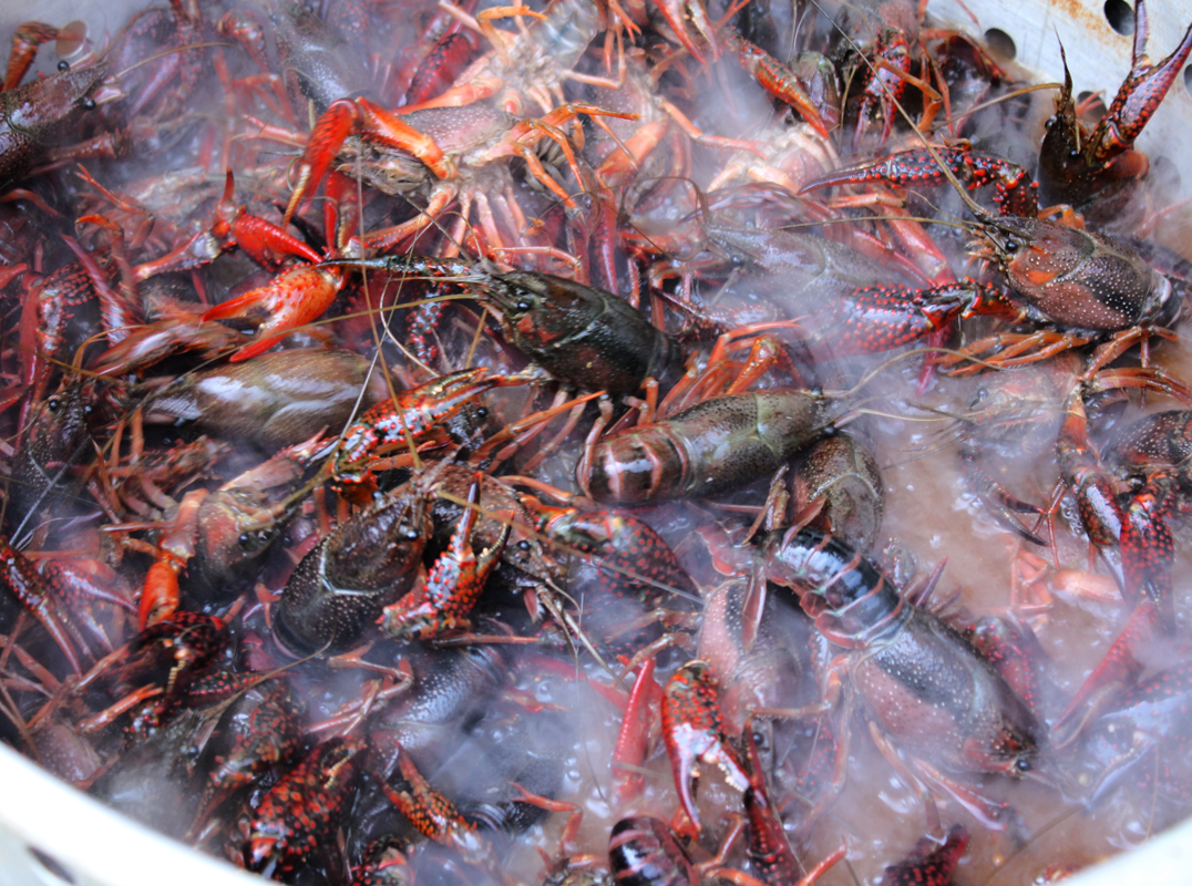 Варить раков по времени после закипания. Volcano Crayfish. Crayfish Plague. Грязный цех варки краба. Порошок из панцирей раков,.